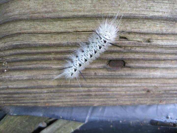 Identifying Caterpillars in My Garden Almanac